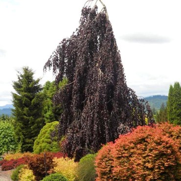 пурпле фонт